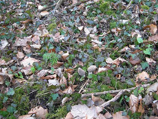 La valle dei funghi sconosciuti